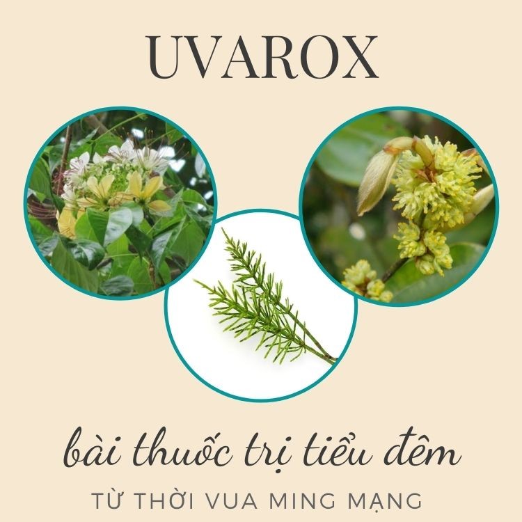 Bất ngờ với nguồn gốc của các thảo dược trong Uvarox – Từng xuất hiện trong bài thuốc trị tiểu đêm của 1